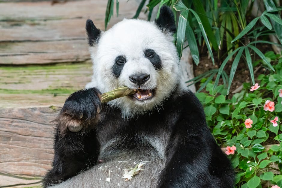 Panda-Lebensraum in China